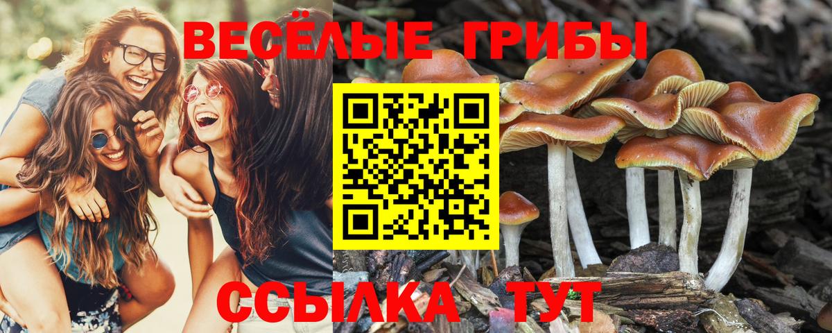 Псилоцибиновые грибы Psilocybe Рыбинск